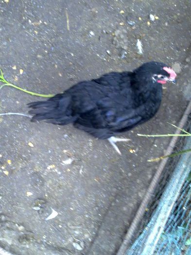 25052014273 - australorp