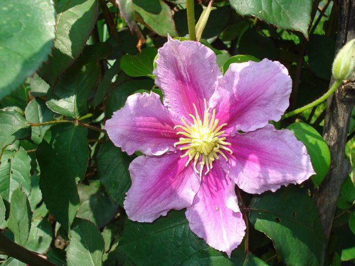 DSC08843 - CLEMATITE