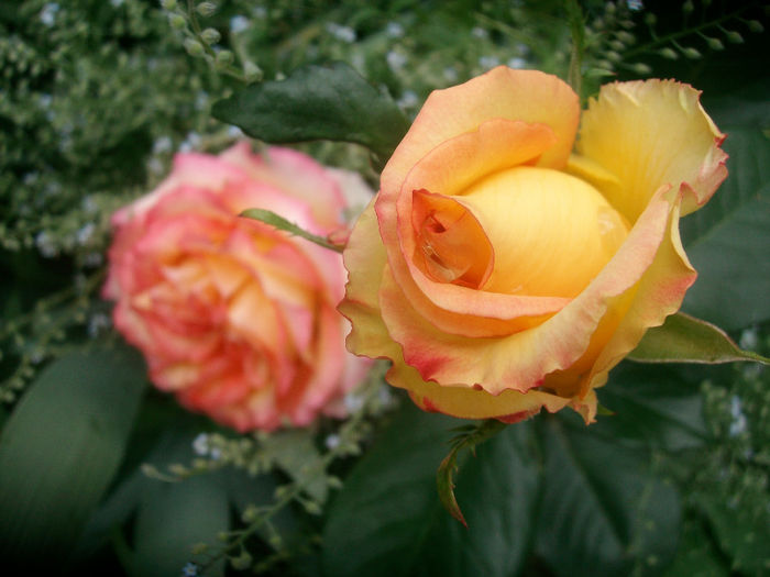 SANY8956 - Trandafiri 2014