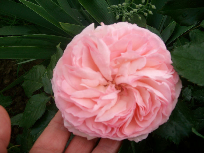 SANY9001 - Trandafiri 2014