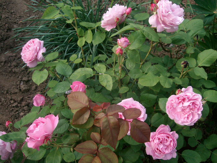 SANY9040 - Trandafiri 2014