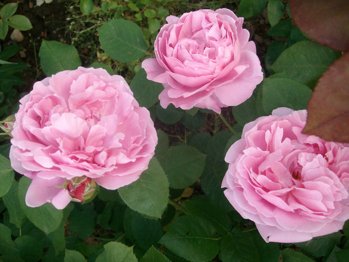 SANY9041 - Trandafiri 2014