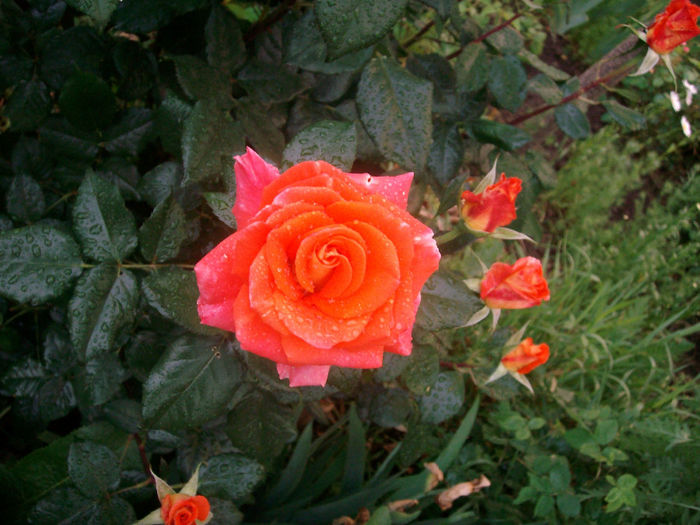 SANY9063 - Trandafiri 2014