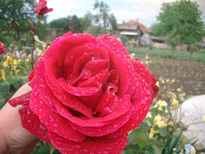 SANY9065 - Trandafiri 2014