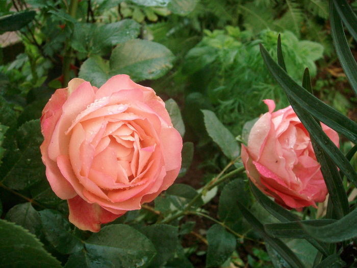 SANY9066 - Trandafiri 2014