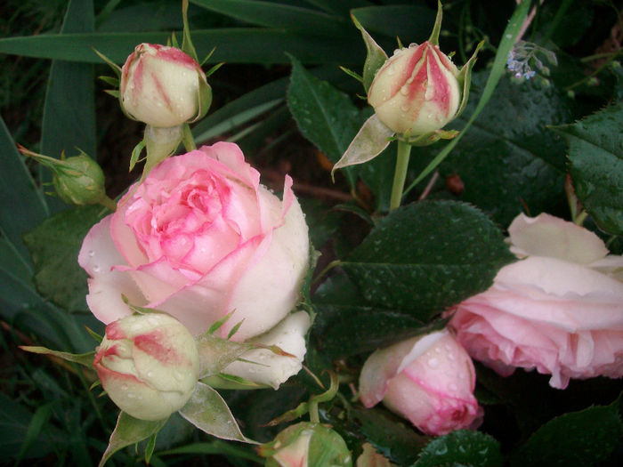 SANY9082 - Trandafiri 2014