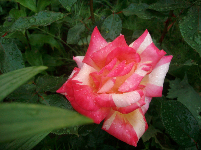 SANY9084 - Trandafiri 2014