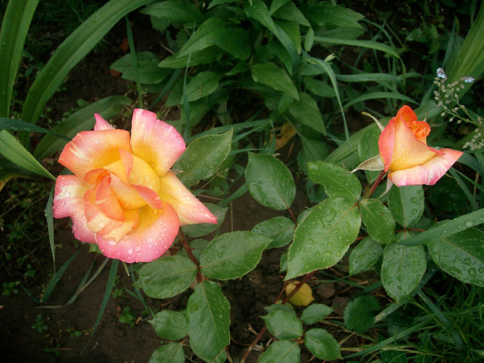 SANY9115 - Trandafiri 2014