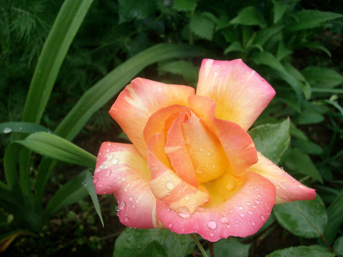 SANY9116 - Trandafiri 2014