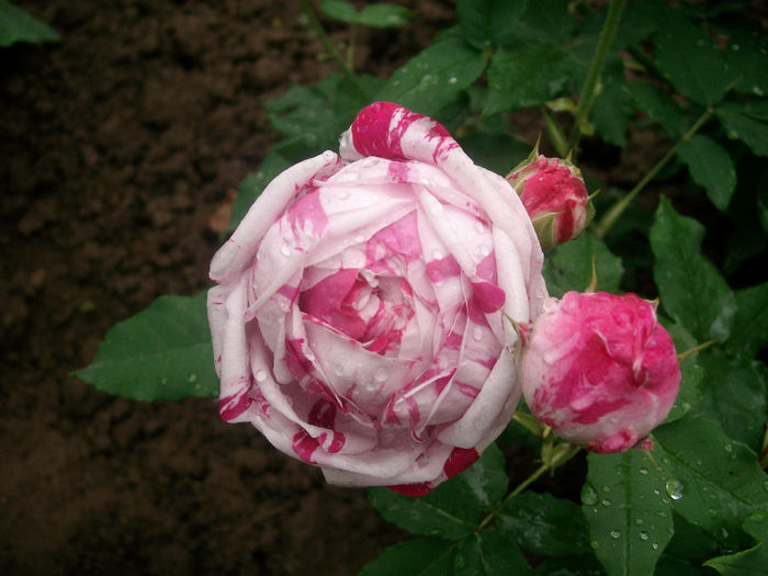 SANY9120 - Trandafiri 2014