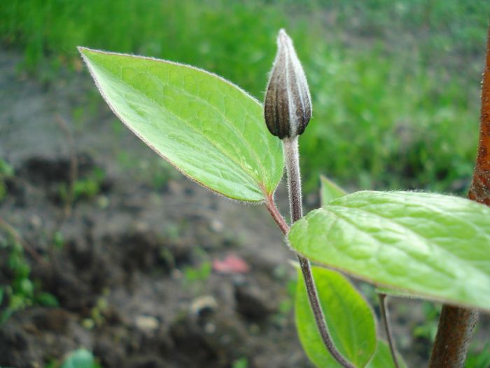 DSC08402 - CLEMATITE