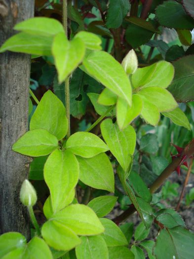 DSC08400 - CLEMATITE