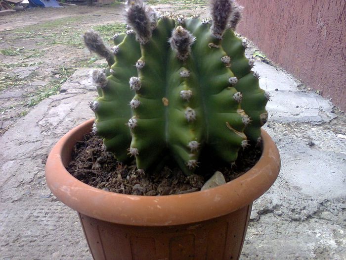 teposul cel mai mare-in curand inflorim-avem 6 bobocei - echinopsis 2014