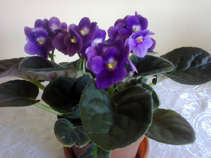 Fotografie2051 - VIOLETELE MELE