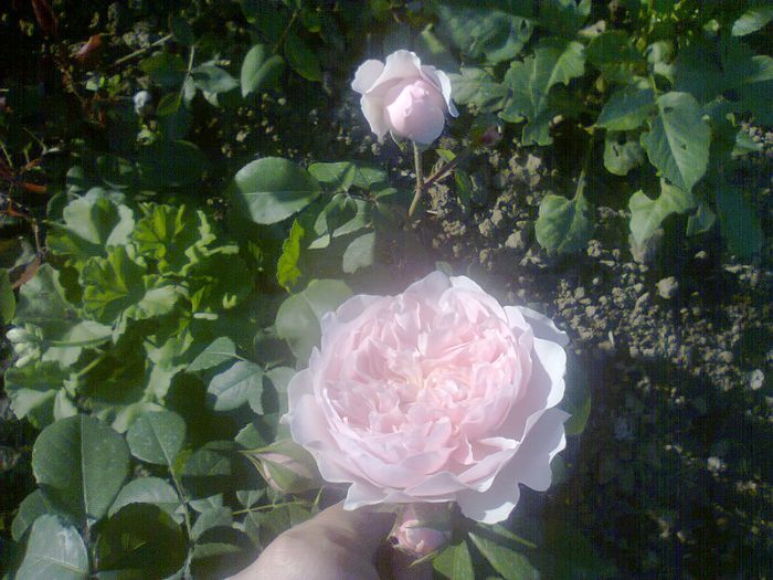 WISLEY - paradisul verde unde imi servesc cafeluta cu ghimbir 2014