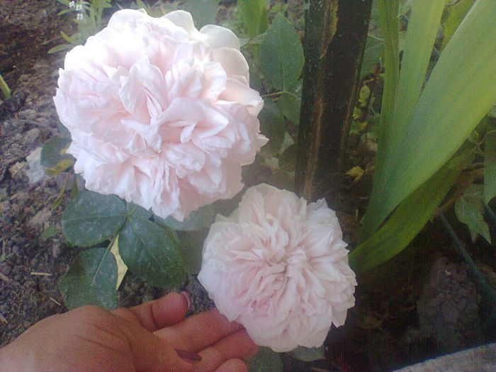 claire rose AUSLIGHT - paradisul verde unde imi servesc cafeluta cu ghimbir 2014