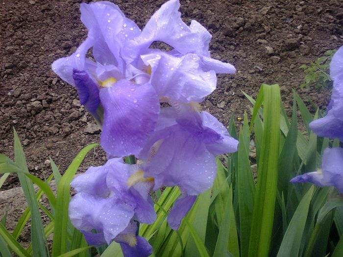 Fotografie1928 - minunatiile primaverii2014