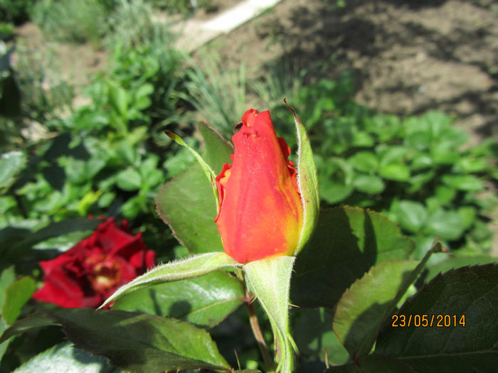 IMG_2785 - Flori de gradina-2014 Primavara