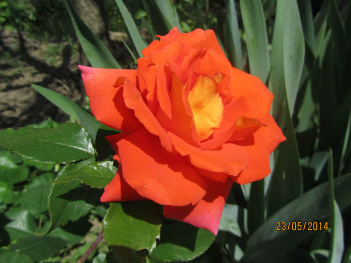 IMG_2783 - Flori de gradina-2014 Primavara