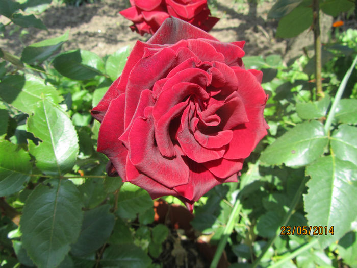 IMG_2782 - Flori de gradina-2014 Primavara