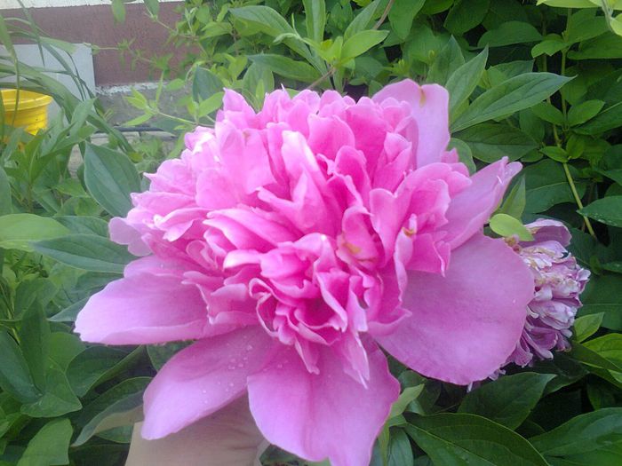 Fotografie2043 - minunatiile primaverii2014