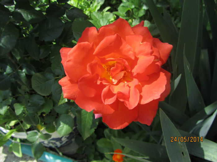 IMG_2852 - Flori de gradina-2014 Primavara