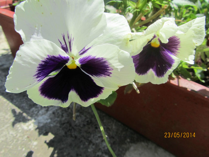 IMG_2813 - Flori de gradina-2014 Primavara