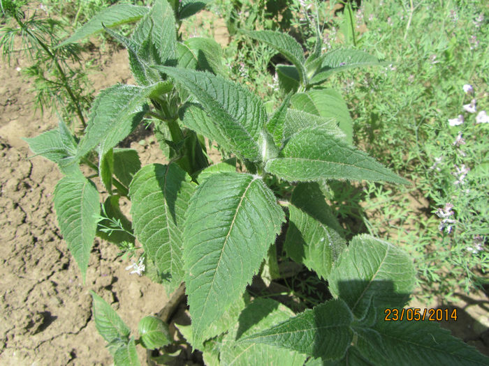 Monarda - Flori de gradina-2014 Primavara