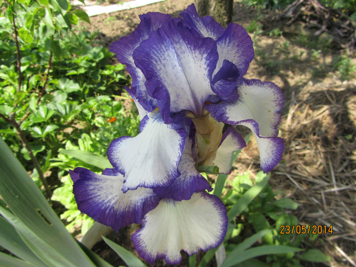 IMG_2819 - Flori de gradina-2014 Primavara