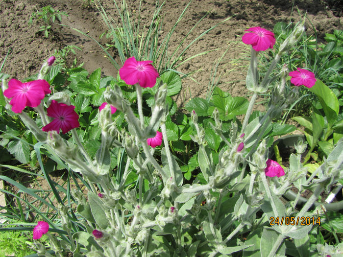 IMG_2848 - Flori de gradina-2014 Primavara