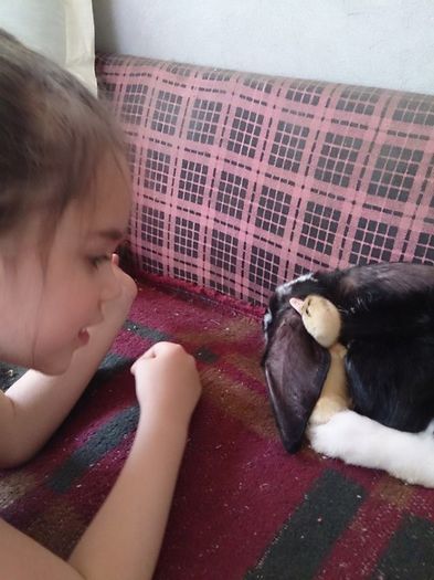 prietenie mare,o ratusca cu un iepuras - Vietuitoarele de langa casa