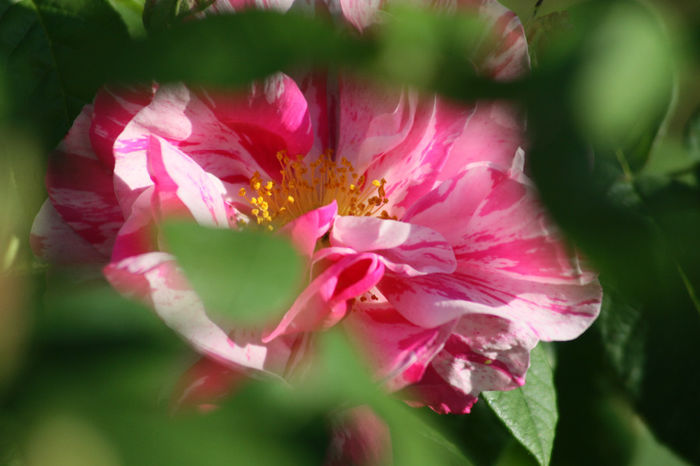 Rosa gallica versicolor
