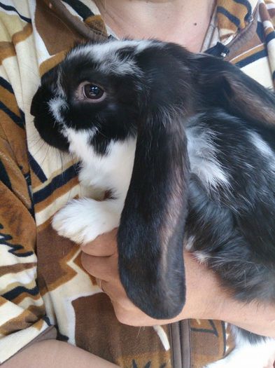 10360396_1425697927699550_4422162040063134984_n - Vietuitoarele de langa casa