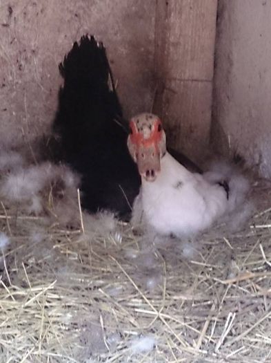 la clocit - Vietuitoarele de langa casa