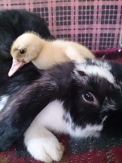 10374889_1425696754366334_1747207808813124591_n - Vietuitoarele de langa casa