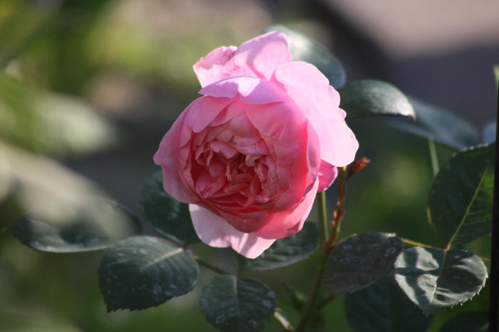 Alnwick Rose