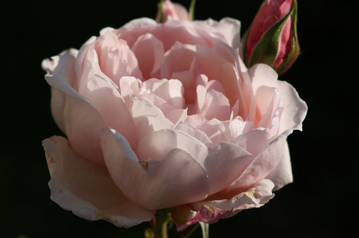 IMG_3527 - Roses 2014