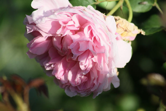 IMG_3546 - Roses 2014