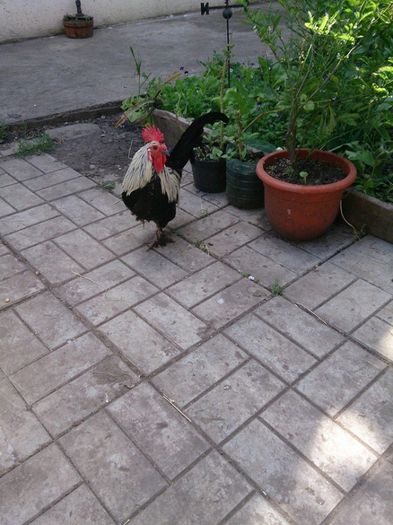 10369233_1425444077724935_1499345305787899542_n - Vietuitoarele de langa casa