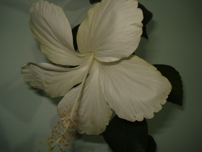 DSC08890