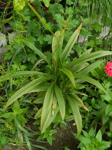 DSCN9174 mai 13 - MAI_2_2014