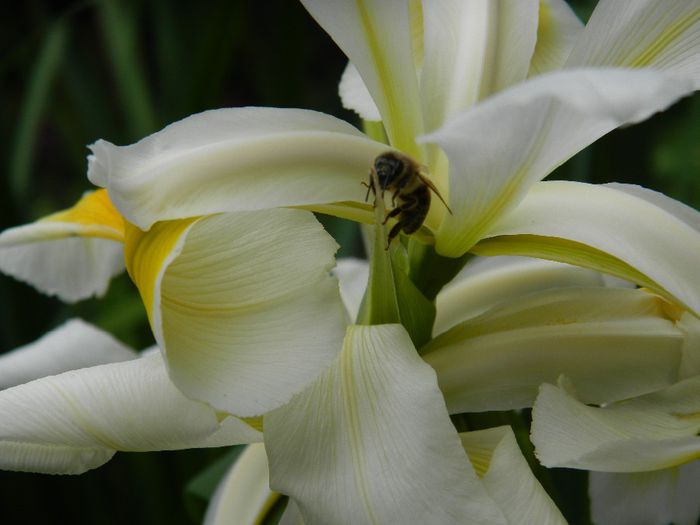 DSCN9185 - MAI_2_2014