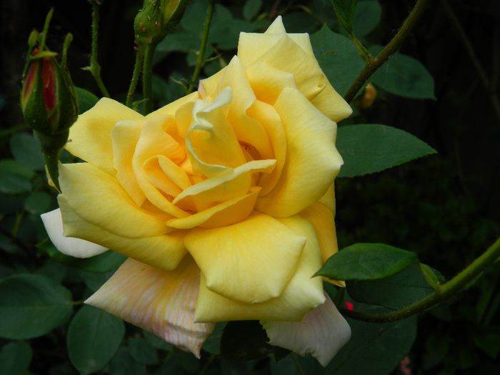 DSCN9189 - MAI_2_2014