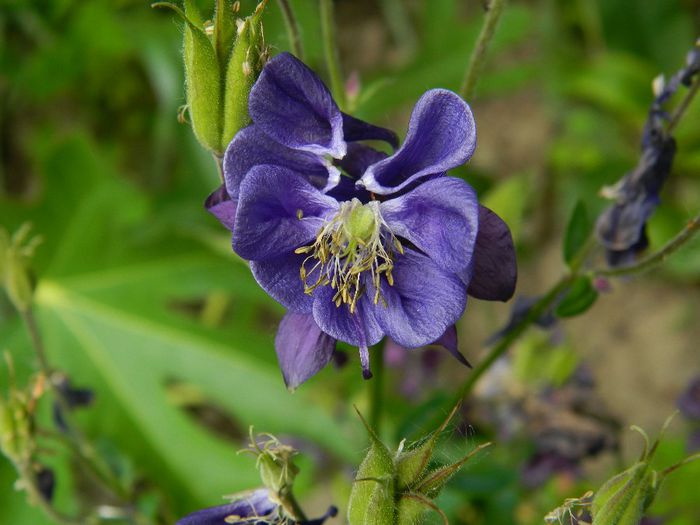 DSCN9193 - MAI_2_2014