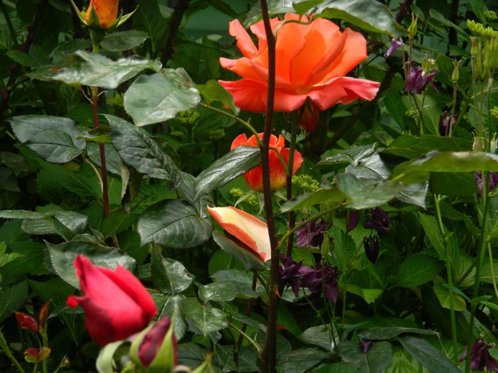 DSCN9198 - MAI_2_2014