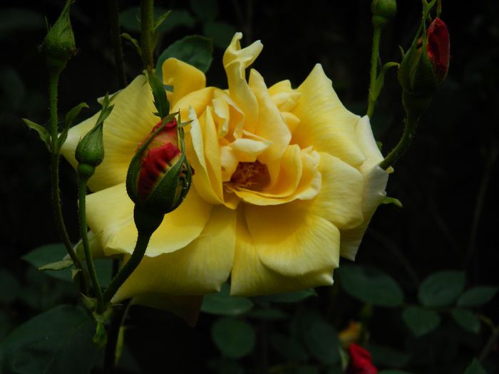 DSCN9199 - MAI_2_2014