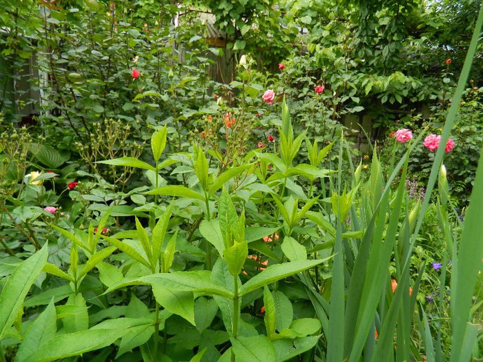 DSCN9205 - MAI_2_2014