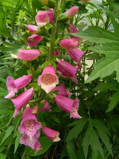 DSCN9207 - MAI_2_2014