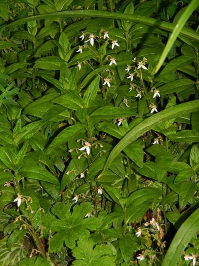 DSCN9209 - MAI_2_2014