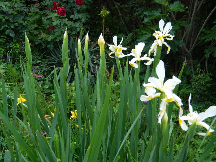 DSCN9224 - MAI_2_2014